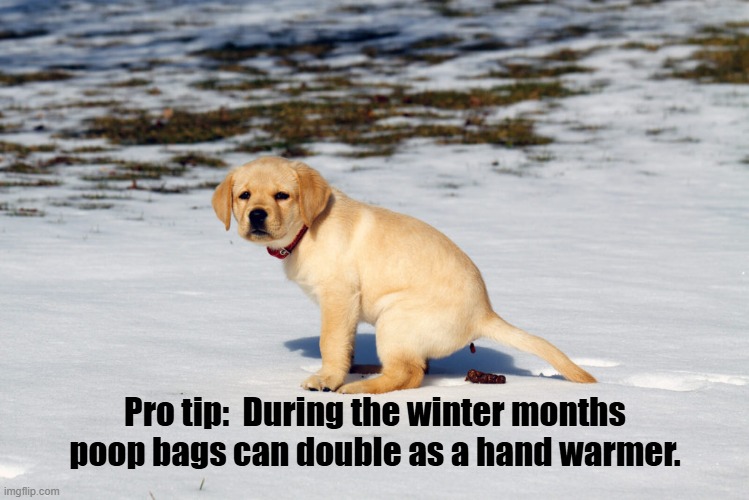 Pro tip:  During the winter months poop bags can double as a hand warmer. | image tagged in funny dogs | made w/ Imgflip meme maker