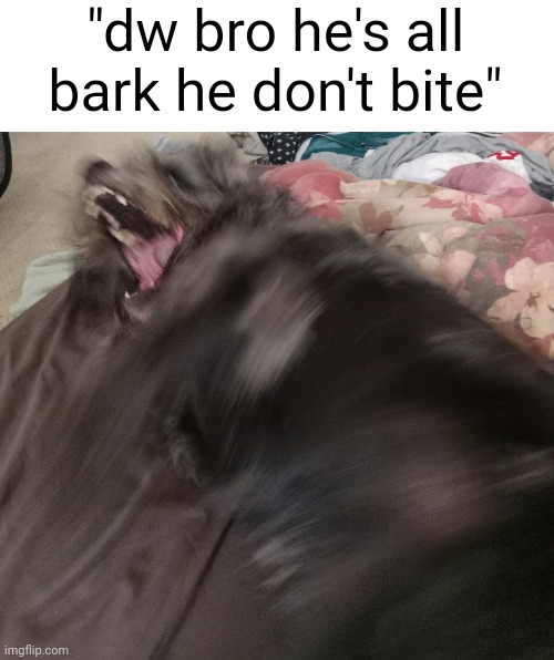 "dw bro he's all bark he don't bite" | made w/ Imgflip meme maker