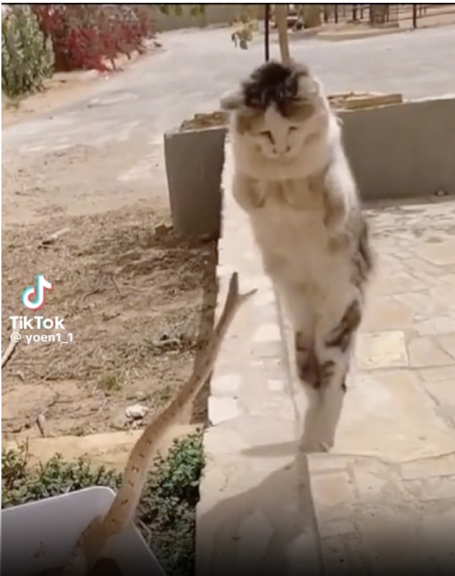 cat snake Blank Meme Template