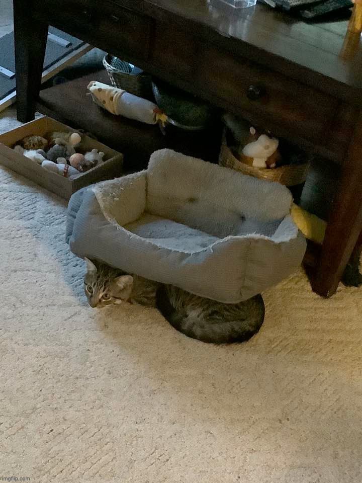 this is not my cat | made w/ Imgflip meme maker