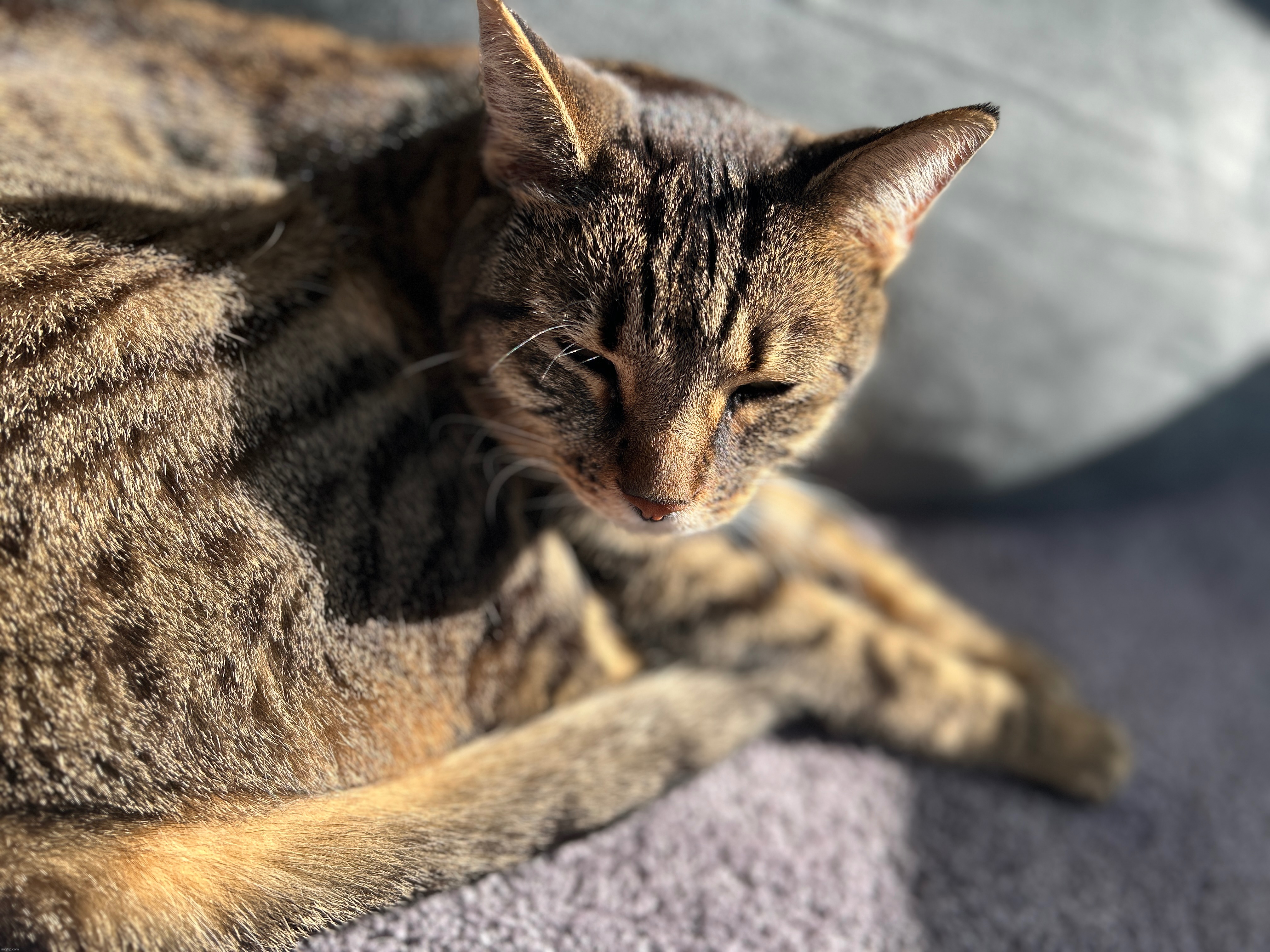 this is my cat | made w/ Imgflip meme maker