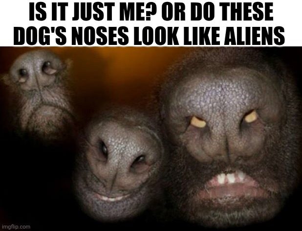 Is It Just Me? | IS IT JUST ME? OR DO THESE DOG'S NOSES LOOK LIKE ALIENS | image tagged in chris joines | made w/ Imgflip meme maker