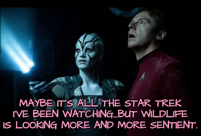 MAYBE IT'S ALL THE STAR TREK I'VE BEEN WATCHING...BUT WILDLIFE IS LOOKING MORE AND MORE SENTIENT. | made w/ Imgflip meme maker