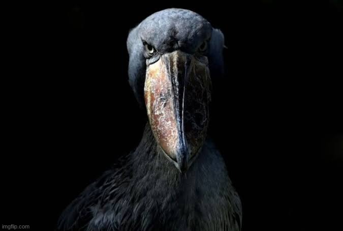 image tagged in the w | made w/ Imgflip meme maker