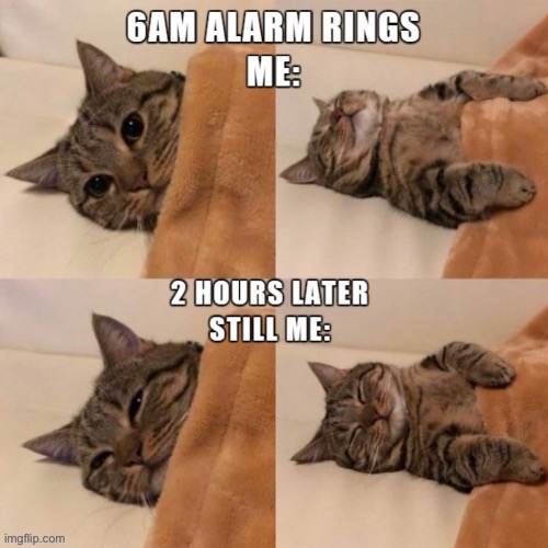 It’s just so warm and cozy… | image tagged in cats,sleeping,6am,alarm,2 hours later | made w/ Imgflip meme maker