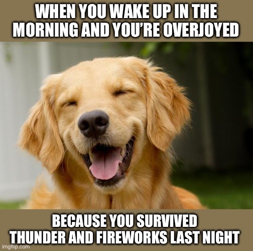 When you’re a massive sook and survive | WHEN YOU WAKE UP IN THE MORNING AND YOU’RE OVERJOYED; BECAUSE YOU SURVIVED THUNDER AND FIREWORKS LAST NIGHT | image tagged in happy dog,survival,thunder,fireworks | made w/ Imgflip meme maker
