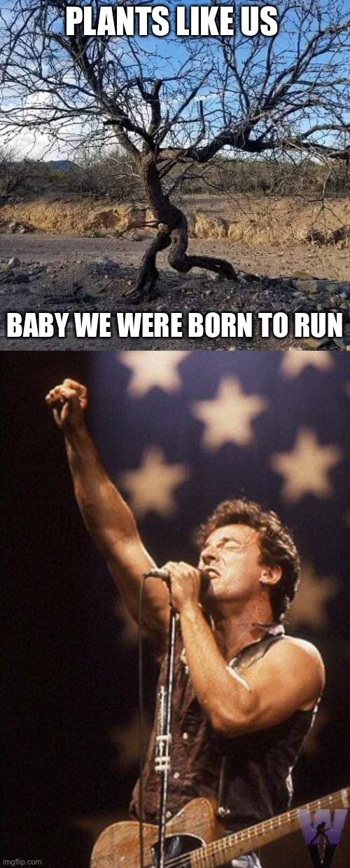Memers like us, baby we were born to pun | PLANTS LIKE US; BABY WE WERE BORN TO RUN | image tagged in running tree,bruce springsteen,plants,run,misheard lyrics | made w/ Imgflip meme maker
