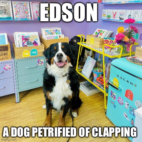 Edson | EDSON; A DOG PETRIFIED OF CLAPPING | image tagged in dogs | made w/ Imgflip meme maker