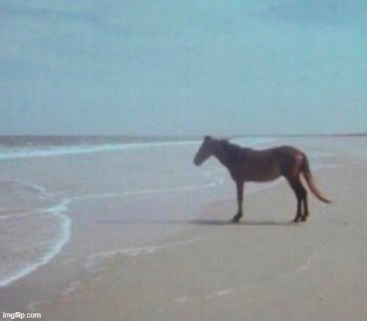 sad horse | image tagged in sad horse | made w/ Imgflip meme maker
