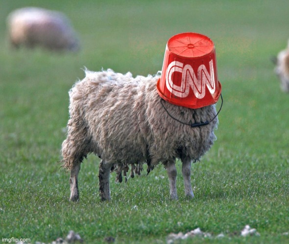 cnn bucket sheep | image tagged in cnn bucket sheep | made w/ Imgflip meme maker