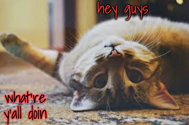 cat | hey guys; what're y'all doin | image tagged in cat | made w/ Imgflip meme maker