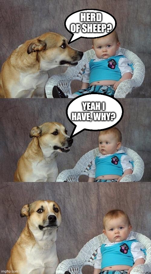 Dad Joke Dog | HERD OF SHEEP? YEAH I HAVE, WHY? | image tagged in memes,dad joke dog | made w/ Imgflip meme maker