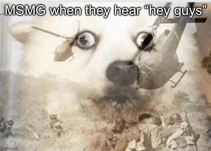Did you know that- | MSMG when they hear “hey guys” | image tagged in ptsd dog | made w/ Imgflip meme maker