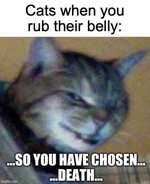 I know there are some cats who are okay with it | Cats when you rub their belly: | image tagged in so you have chosen death,memes,cats,pets,relatable memes | made w/ Imgflip meme maker