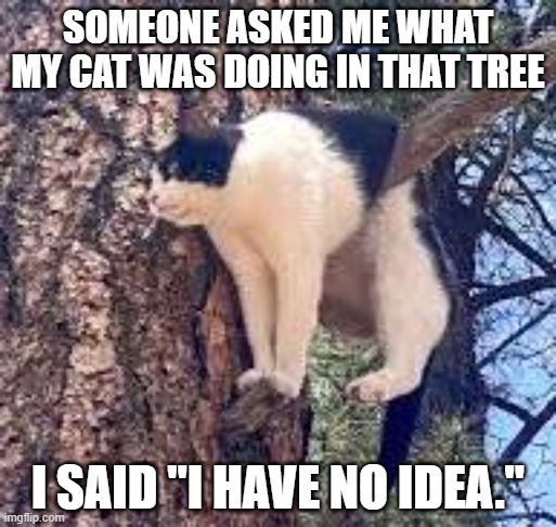 Someone asked my what my cat was doing in that tree. I said "I have no idea." | SOMEONE ASKED ME WHAT MY CAT WAS DOING IN THAT TREE; I SAID "I HAVE NO IDEA." | image tagged in cat,kittens,funny,humor,tree,funny cat memes | made w/ Imgflip meme maker