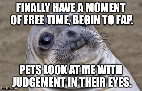 Awkward Moment Sealion Meme | FINALLY HAVE A MOMENT OF FREE TIME, BEGIN TO FAP. PETS LOOK AT ME WITH JUDGEMENT IN THEIR EYES. | image tagged in memes,awkward moment sealion,AdviceAnimals | made w/ Imgflip meme maker