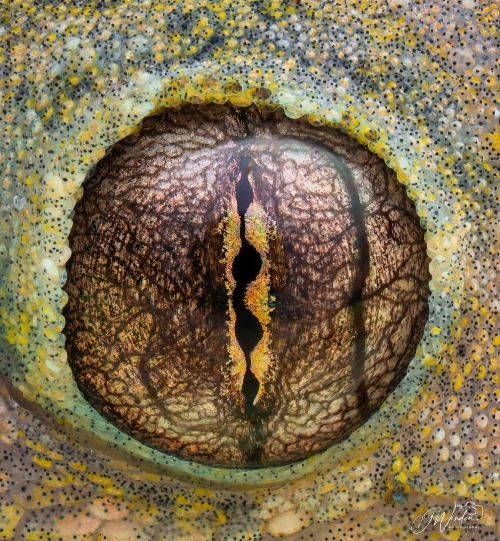 Can you guess what this is? | image tagged in awesome pics | made w/ Imgflip meme maker