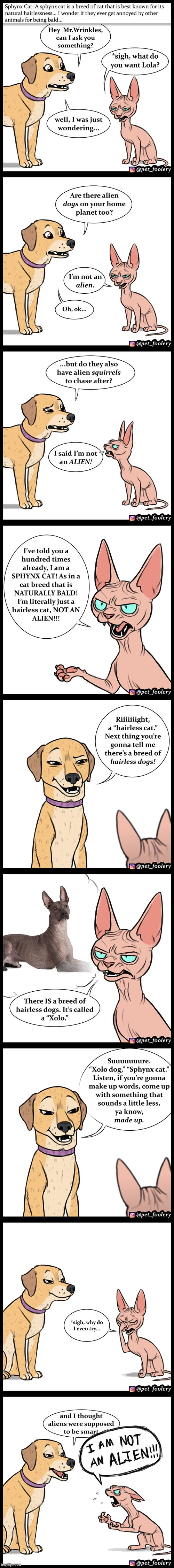 Pixie and Brutus' neighbors, Lola and Mr. Wrinkles | image tagged in dog,cat,hairless,hairless cat,sphynx cat,alien | made w/ Imgflip meme maker