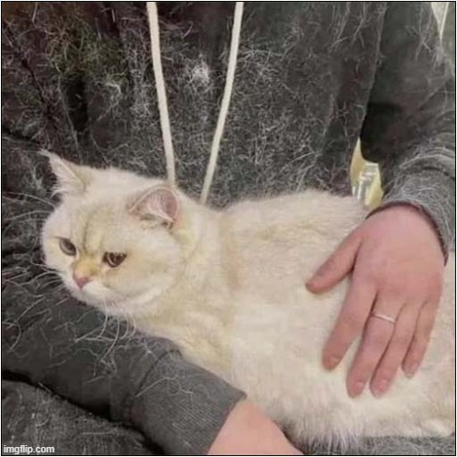 How Could You Tell She Was A Cat Person ? | image tagged in cats,cat hair,cat person | made w/ Imgflip meme maker