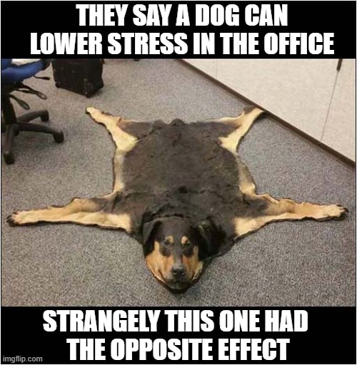 What The ... | THEY SAY A DOG CAN
LOWER STRESS IN THE OFFICE; STRANGELY THIS ONE HAD
 THE OPPOSITE EFFECT | image tagged in office,dog,mat,stress | made w/ Imgflip meme maker
