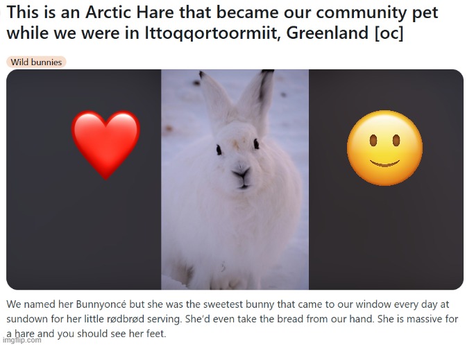bnuuy of the day 11/2 | image tagged in bnuuy,bunny,arctic,greenland | made w/ Imgflip meme maker