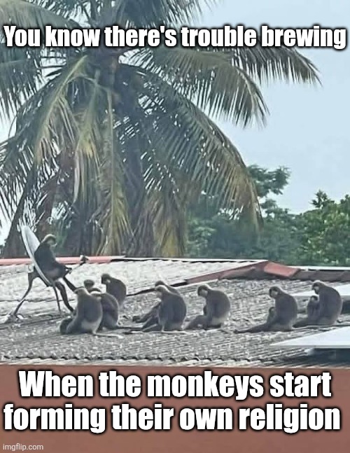 Monkeyism | You know there's trouble brewing; When the monkeys start forming their own religion | image tagged in monkey,religion,religious,monkeys,the end is near | made w/ Imgflip meme maker