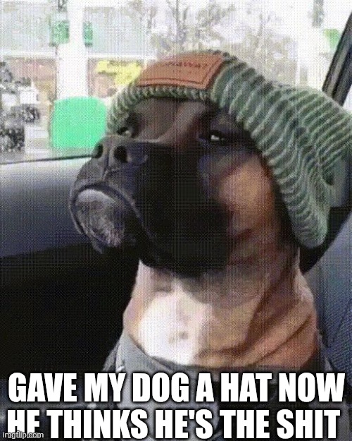 Gave My Dog A Hat | GAVE MY DOG A HAT NOW HE THINKS HE'S THE SHIT | image tagged in chrisjoines1 | made w/ Imgflip meme maker