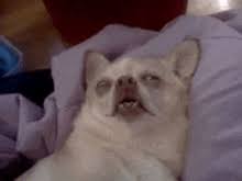 High Quality dog Blank Meme Template