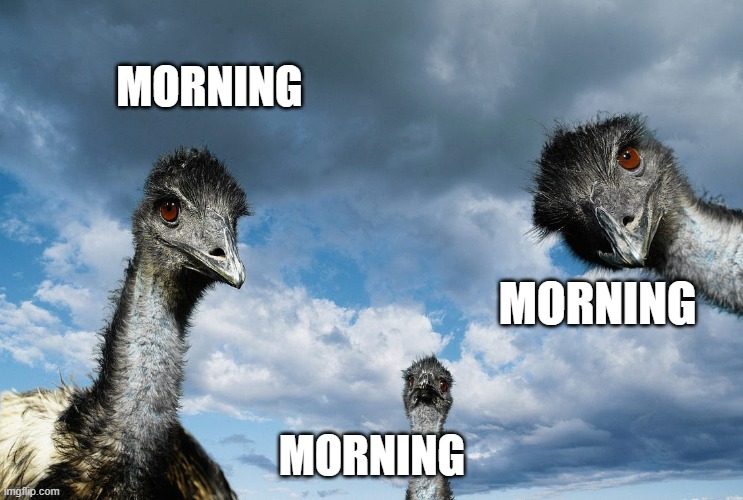 Emu morning | MORNING; MORNING; MORNING | image tagged in emu,morning,good morning | made w/ Imgflip meme maker