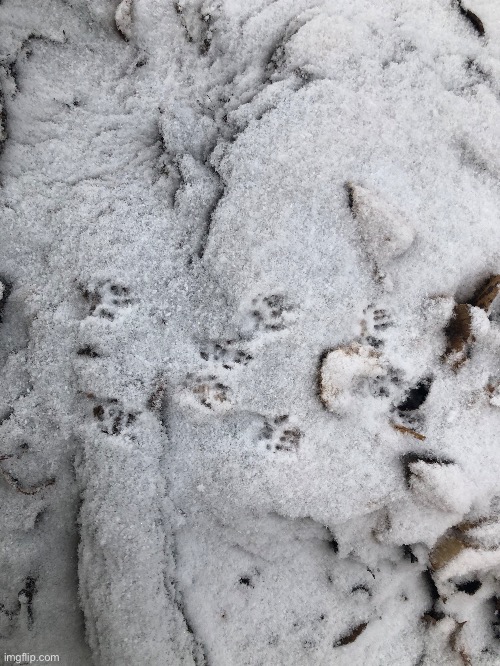 Found some tracks in the snow | made w/ Imgflip meme maker