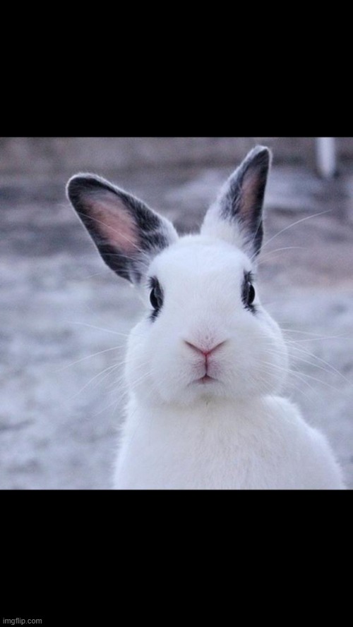Rabbit | image tagged in rabbit | made w/ Imgflip meme maker