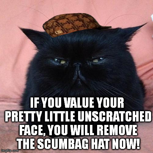 nonplussed cat | IF YOU VALUE YOUR PRETTY LITTLE UNSCRATCHED FACE, YOU WILL REMOVE THE SCUMBAG HAT NOW! | image tagged in nonplussed cat,scumbag | made w/ Imgflip meme maker