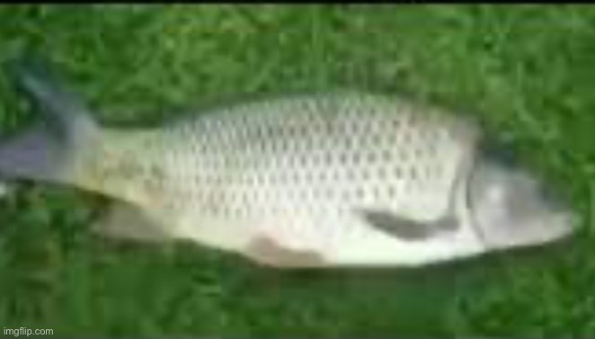 fish | image tagged in fish | made w/ Imgflip meme maker
