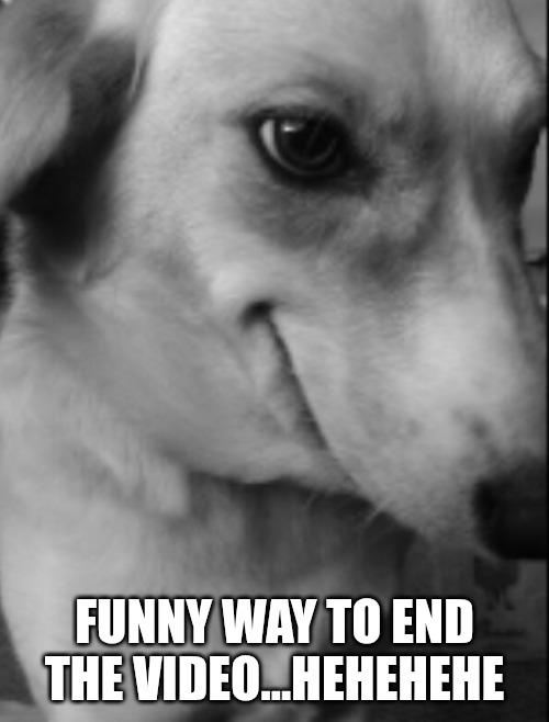 Dog | FUNNY WAY TO END THE VIDEO...HEHEHEHE | image tagged in dog | made w/ Imgflip meme maker