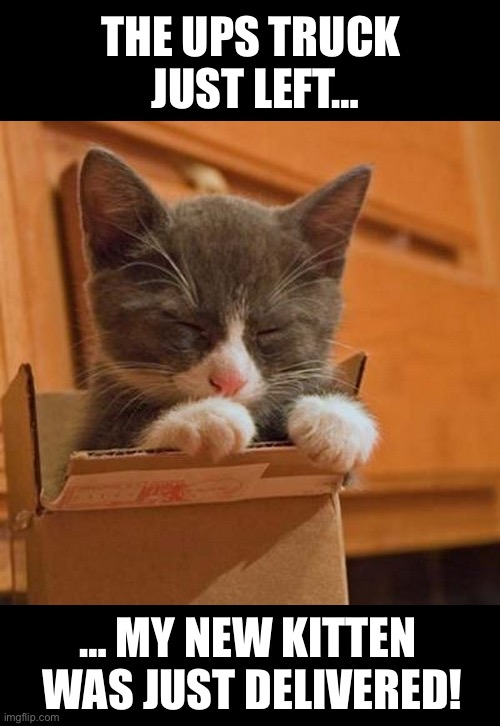 A special delivery… | THE UPS TRUCK 
JUST LEFT…; … MY NEW KITTEN 
WAS JUST DELIVERED! | image tagged in cats,ups,delivery,new kitten | made w/ Imgflip meme maker