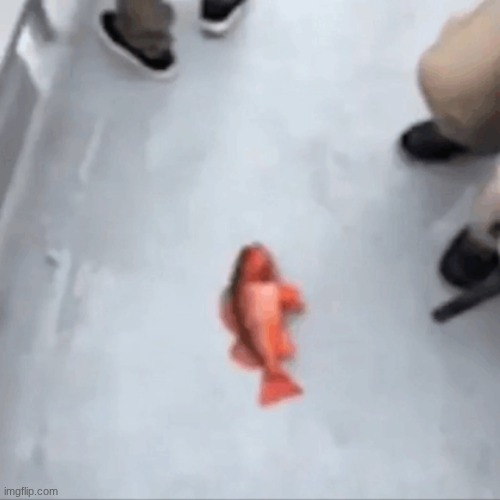 Fish | image tagged in fish | made w/ Imgflip meme maker