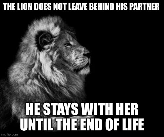the lion.. | THE LION DOES NOT LEAVE BEHIND HIS PARTNER; HE STAYS WITH HER UNTIL THE END OF LIFE | image tagged in the lion | made w/ Imgflip meme maker