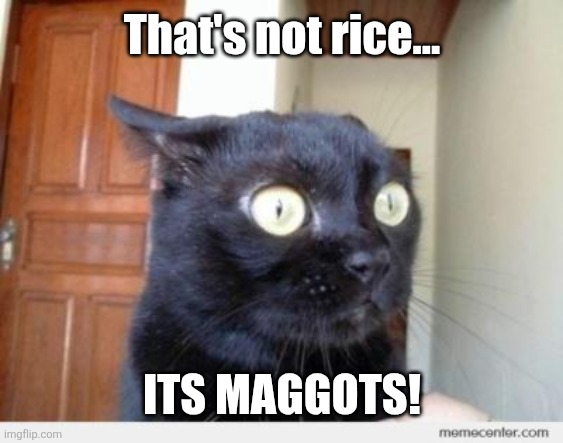 Scared Cat | That's not rice... ITS MAGGOTS! | image tagged in scared cat | made w/ Imgflip meme maker