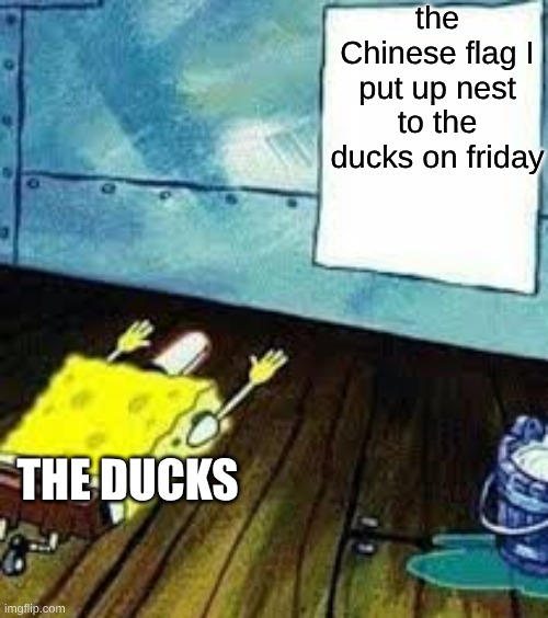 They no longer believe in Taiwan | the Chinese flag I put up nest to the ducks on friday; THE DUCKS | image tagged in spongebob worship | made w/ Imgflip meme maker