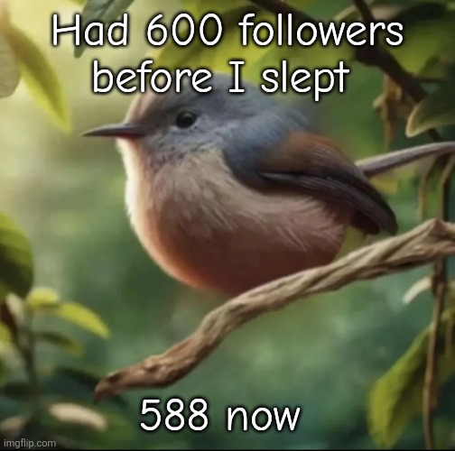Who unfollowed | Had 600 followers before I slept; 588 now | image tagged in no balls | made w/ Imgflip meme maker