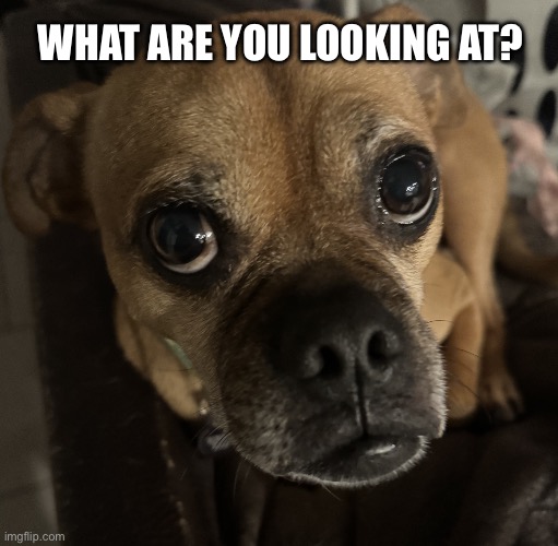 What are you looking at? | WHAT ARE YOU LOOKING AT? | image tagged in what are ypu looking at,cute dog,sad dog,faces,dog memes,chug | made w/ Imgflip meme maker