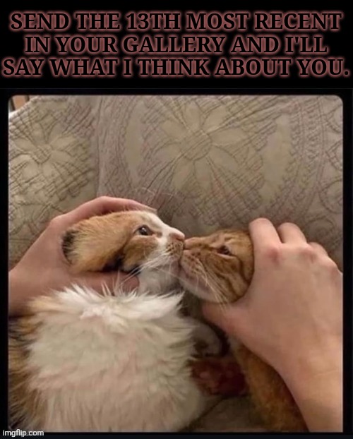 Do It >:} | SEND THE 13TH MOST RECENT IN YOUR GALLERY AND I'LL SAY WHAT I THINK ABOUT YOU. | image tagged in forced cat kiss,posting this instead of saying something else,boredom,lets go | made w/ Imgflip meme maker