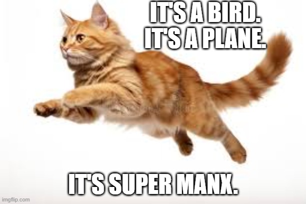 It's a bird. It's a plane. Its SUPER MANx. | IT'S A BIRD. IT'S A PLANE. IT'S SUPER MANX. | image tagged in cat,kittens,funny,humor,play on words | made w/ Imgflip meme maker