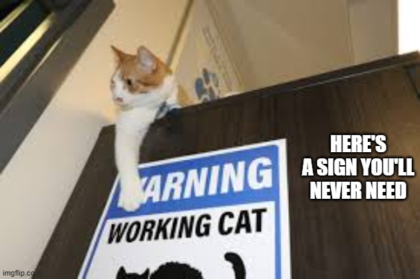 Here's a warning sign about cats that you'll never need !! | HERE'S A SIGN YOU'LL NEVER NEED | image tagged in cat,kittens,funny,humor,warning sign,funny cat memes | made w/ Imgflip meme maker