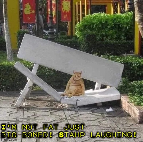 Big Boned | I'm not fat just big boned! Stahp laughing! | image tagged in fat cat,cats,funny cats,fat ass,denial,broken | made w/ Imgflip meme maker