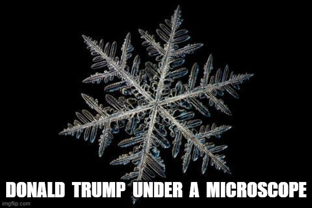 Snowflake | DONALD  TRUMP  UNDER  A  MICROSCOPE | image tagged in maga | made w/ Imgflip meme maker