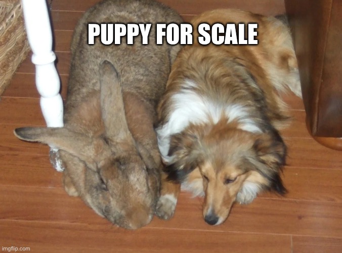 bnuuy of the day 11/3 | PUPPY FOR SCALE | image tagged in bnuuy,bunny,dog,comparison | made w/ Imgflip meme maker