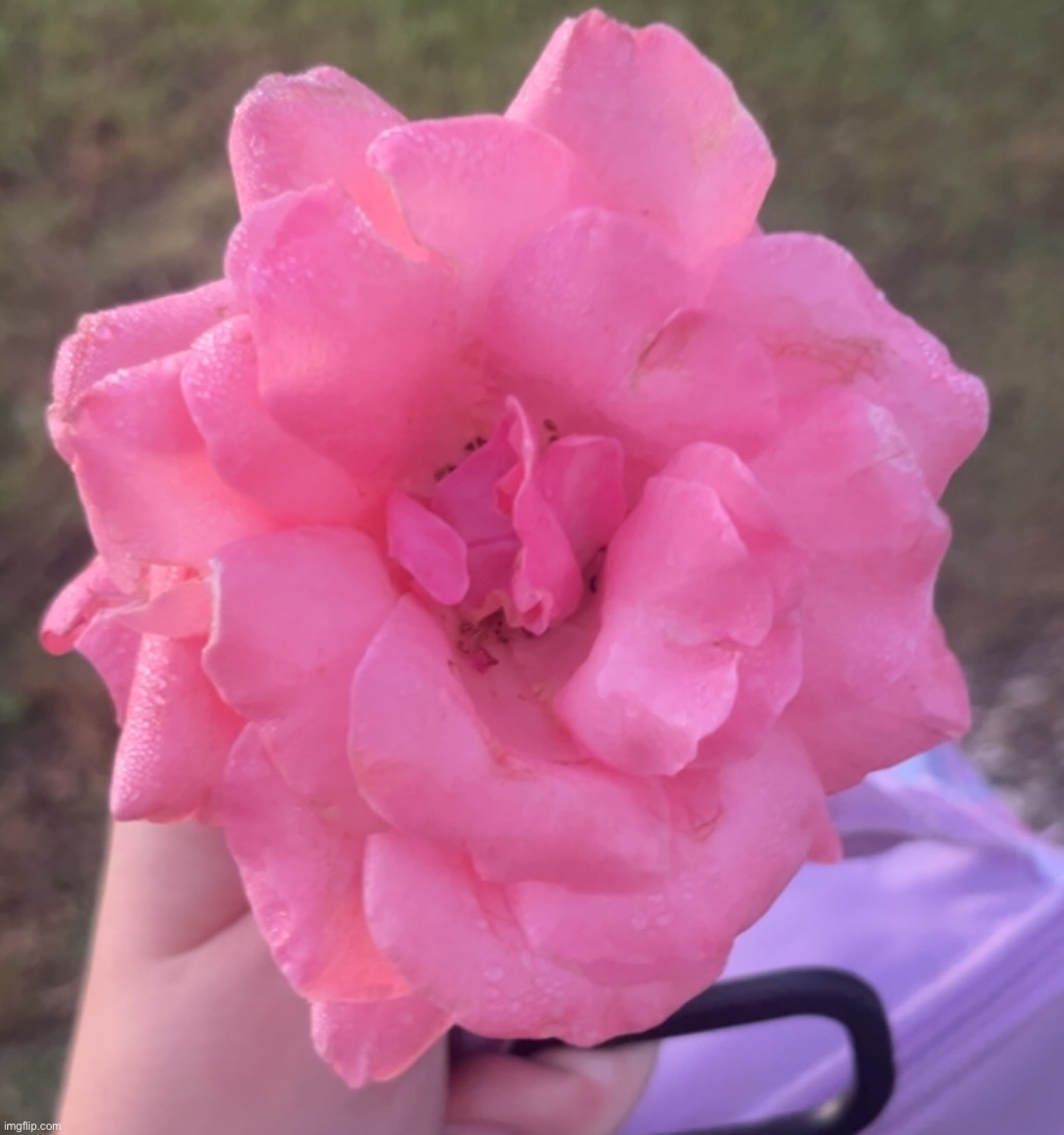 love how our house came with these and what looks to be peaches that never fully grow | made w/ Imgflip meme maker