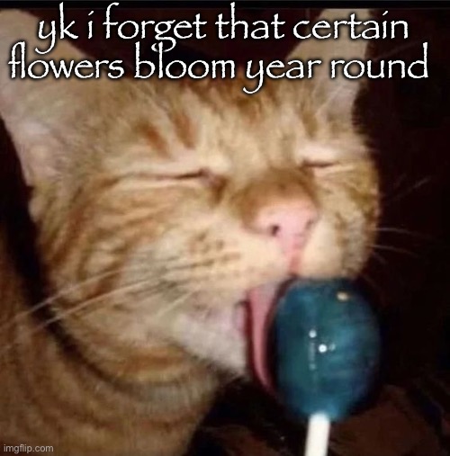 silly goober 2 | yk i forget that certain flowers bloom year round | image tagged in silly goober 2 | made w/ Imgflip meme maker