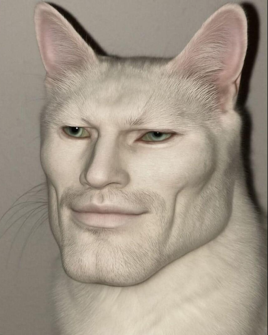 kucing sigma Blank Meme Template